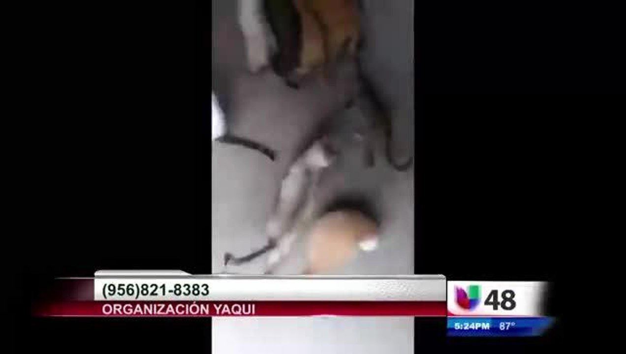 06-23 NUESTRA COMUNIDAD ANIMALS RESCUE