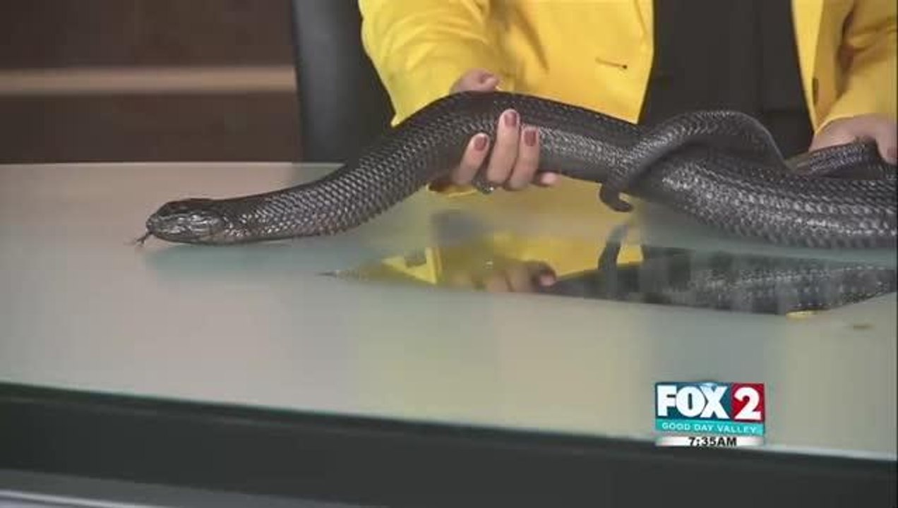 Conservation of Giraffes for Father\'s Day at Gladys Porter Zoo