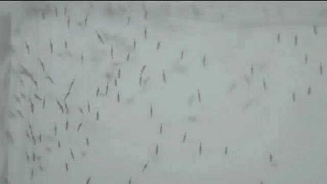 Prevención de picaduras de mosquitos