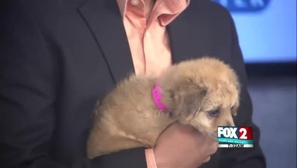 Meet Two Cute Puppies That You Can Adopt Today