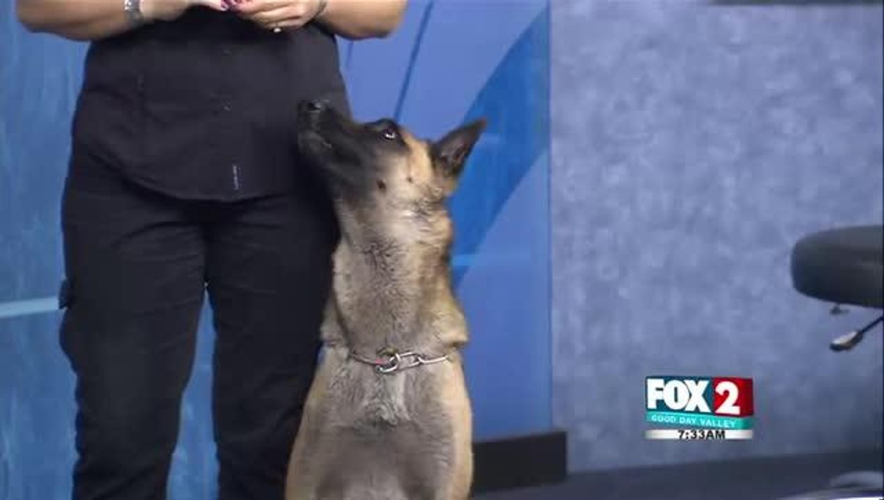 RGV K9 TRAINING