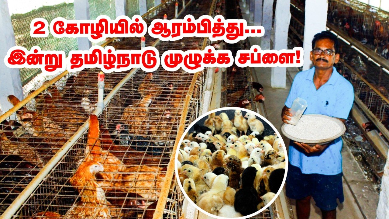 2 கோழியில் ஆரம்பித்தேன்... இன்று தமிழ்நாடு முழுக்க சப்ளை...! தங்கவேலின் சக்சஸ் ஃபார்முலா என்ன?_