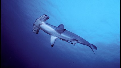 À Boulogne, la grosse facture des requins-marteaux de Nausicaá