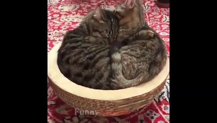 Mother Cat and Kittens   Cute Compilation
