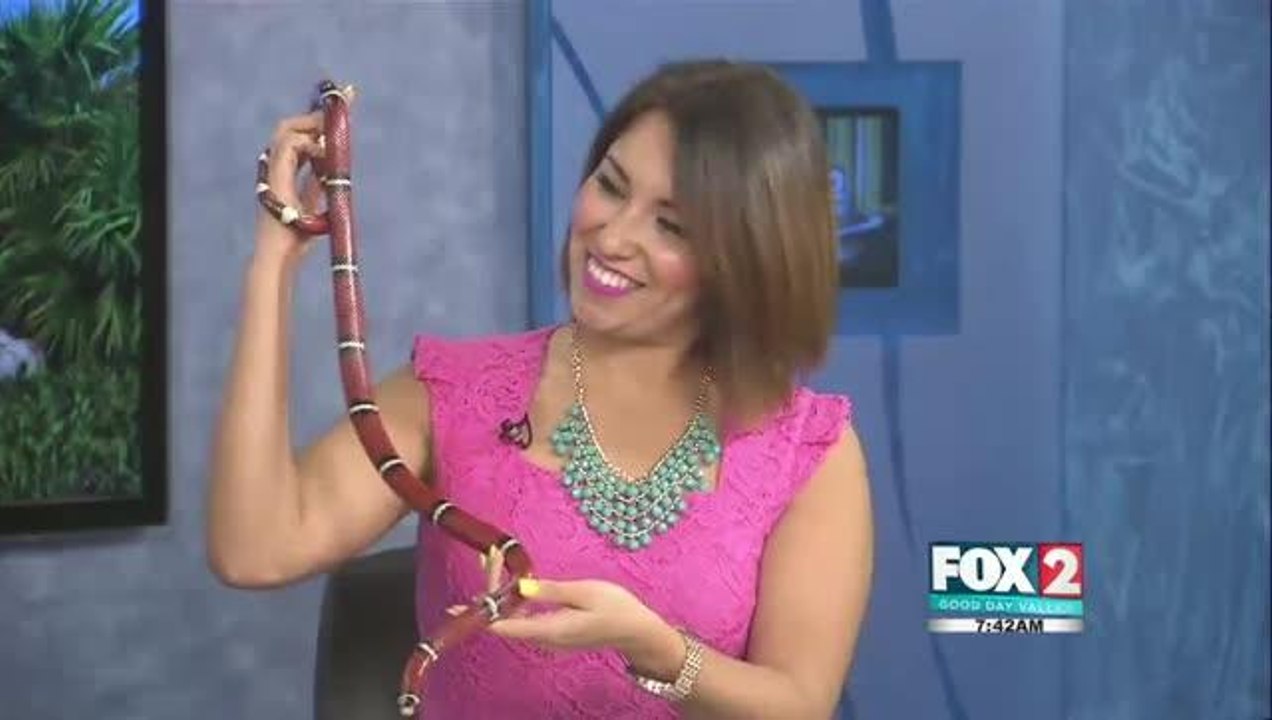 Meet Sebastian The Serpent From Gladys Porter Zoo