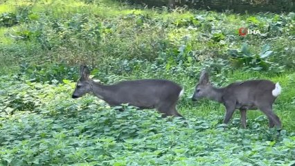 Yavru karacalar doğaya bakım merkezinde alıştırılıyor