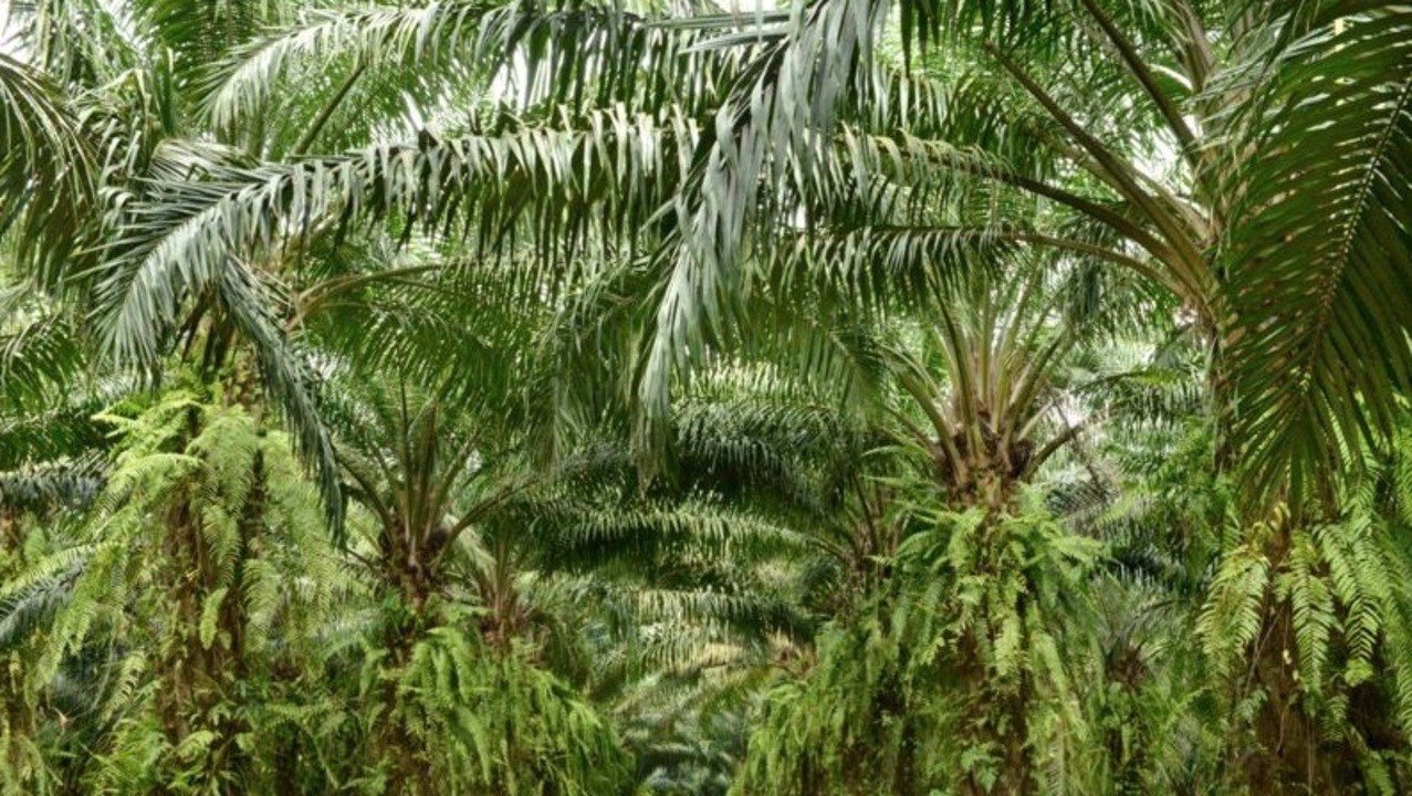 Faut-il interdire l'huile de palme ?