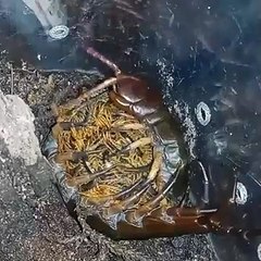 Un millepattes et ses petits