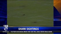 Aptos Shark Sightings Frighten Crowds