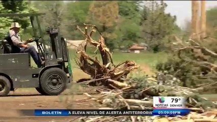 Centro de acopio para árboles