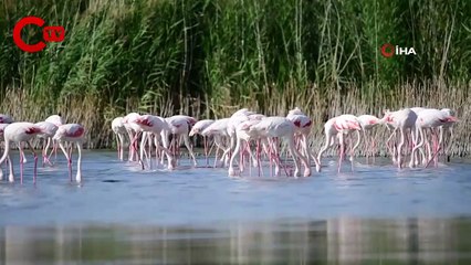 Göçe hazırlanan flamingolardan görsel şölen