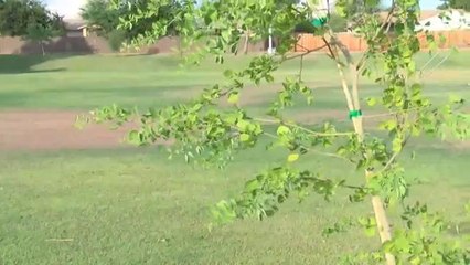 Campaña de reforestación de parques en Calexico