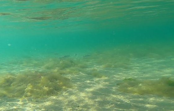 İZMİT KÖRFEZİ'NDE CANLILIK ARTIYOR