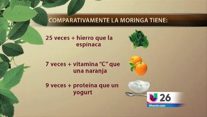 Reportaje Especial: La Moringa el árbol milagroso