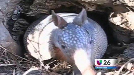 Nueve casos de lepra reportados en Orlando