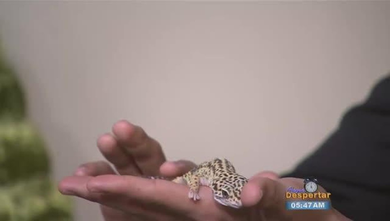 Noche de StarLight Safari en Gladys Porter Zoo