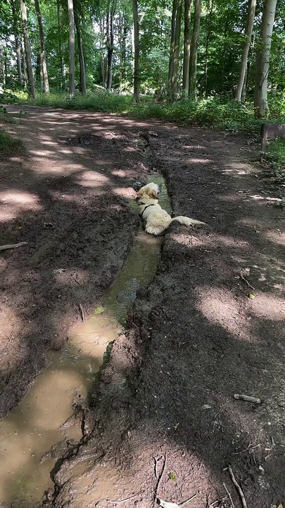 Mud Loving Doggy Relaxes in Sloppy Ditch
