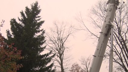 Bruxelles : le sapin de la Grand'Place coupé dans un jardin à Dilbeek