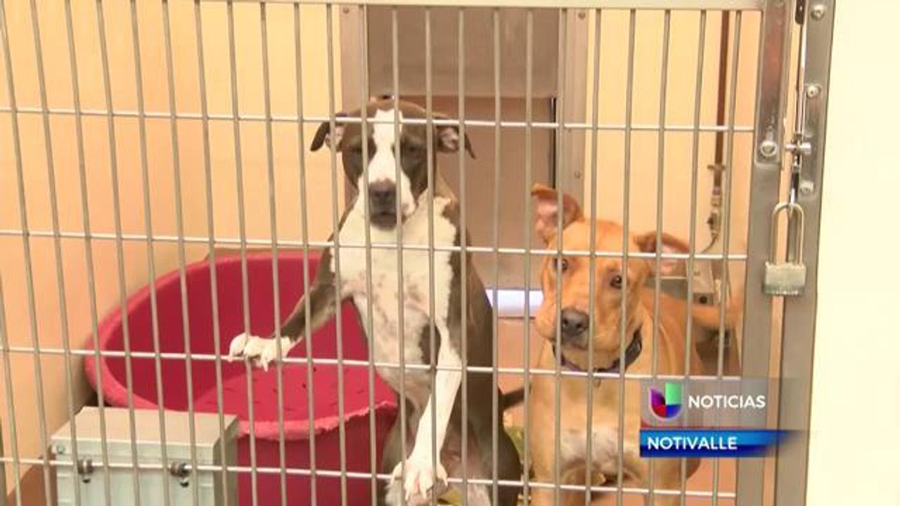 Entrenamiento gratis para mascotas