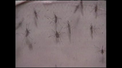 Reportan muerte por el Virus del Nilo en California