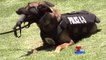 Policía de National City recibe chalecos antibalas para perros policía