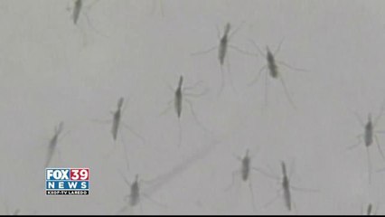 Скачать видео: Authorities Warn Against Chikungunya Virus