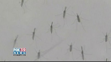 Authorities Warn Against Chikungunya Virus