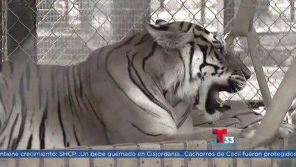 Rehabilitan a tigresas maltratadas en tijuana