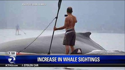 Number of Whale Sightings On Rise In Monterey Bay