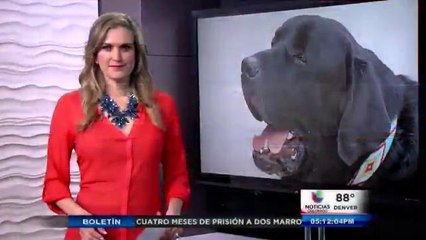 Perros terapeutas ayudaron en el juicio del cine de Aurora