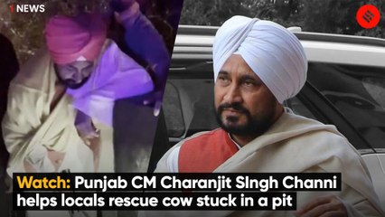 Watch: Punjab CM Charanjit SIngh Channi helps locals rescue cow stuck in a pit