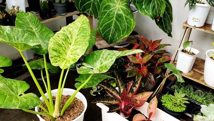 Cara Memperbanyak Tanaman Hias Philodendron Paraiso Verde