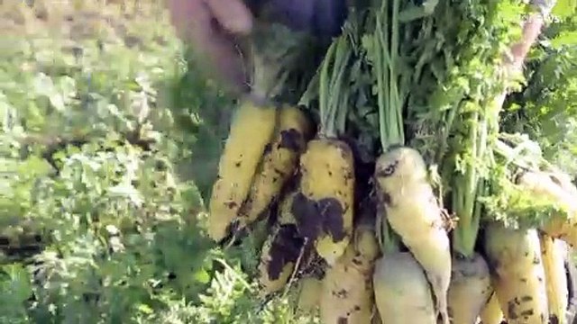 Изменения климата влияют на Индекс плова