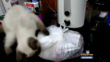 Cuidado Para Mascotas Mientras Estamos de Viaje