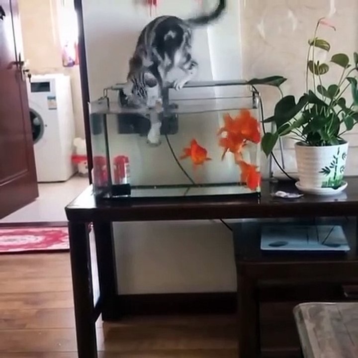 Funny Cats Video_#8