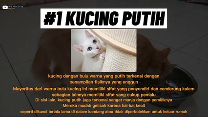Kucing hitam pembawa sial??? Ini adalah fakta dan kepribadian kucing menurut warna bulunya