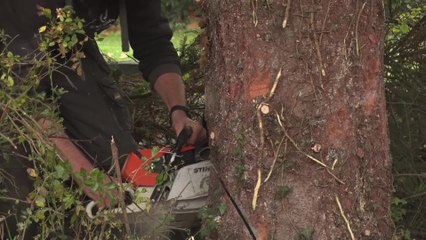 Le sapin de la Grand-Place de Bruxelles coupé dans un jardin à Dilbeek