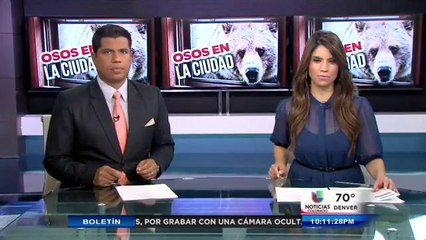 Osos en la ciudad: Conozca las precauciones a tomar