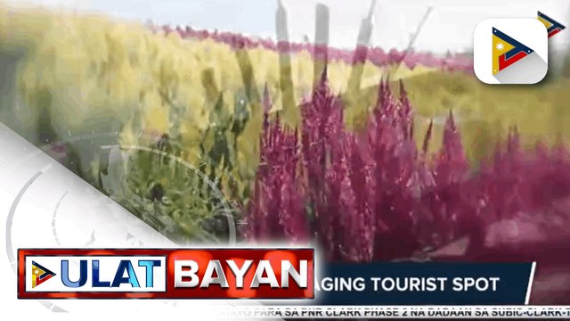 Landingan Viewpoint na dinarayo na ng mga turista sa Quirino, isang dating maisan; Tagapag-alaga ng lugar, mga miyembro ng komunidad
