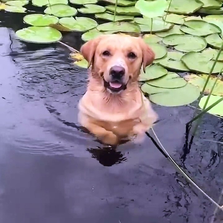 Funniest & Cutest Labrador Puppies #2 - Funny Puppy Videos 2021