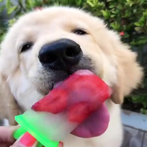 Funniest & Cutest Golden Retriever Puppies #4 - Funny Puppy Videos 2021