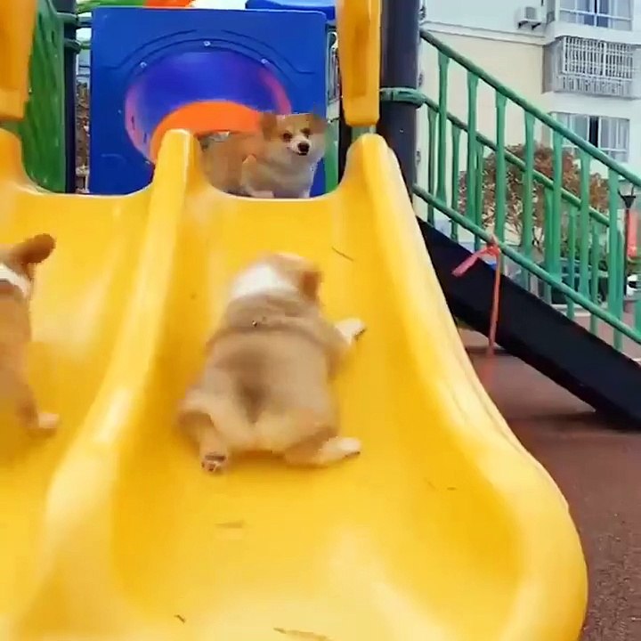 Baby Dogs  Cute and Funny Dog Videos Compilation #4 _ Funny Puppy Videos 2021