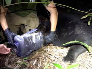 Plastic container removed from bear's head