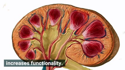 The Human Brain is Shrinking According to New Study