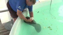 Una obra de amor: SeaWorld rescata bebé manatí