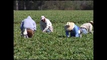 Escasez de trabajadores agrícolas