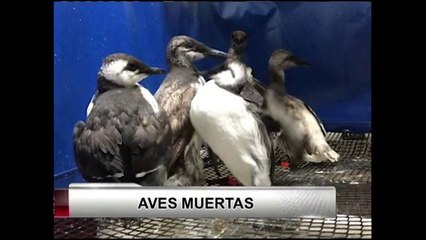 Rescatan aves muertas