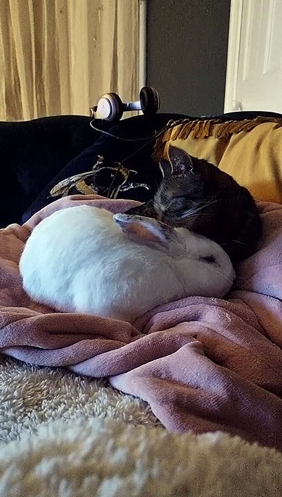 Cat Grooms Bunny After His Bunny Brother Passed Away