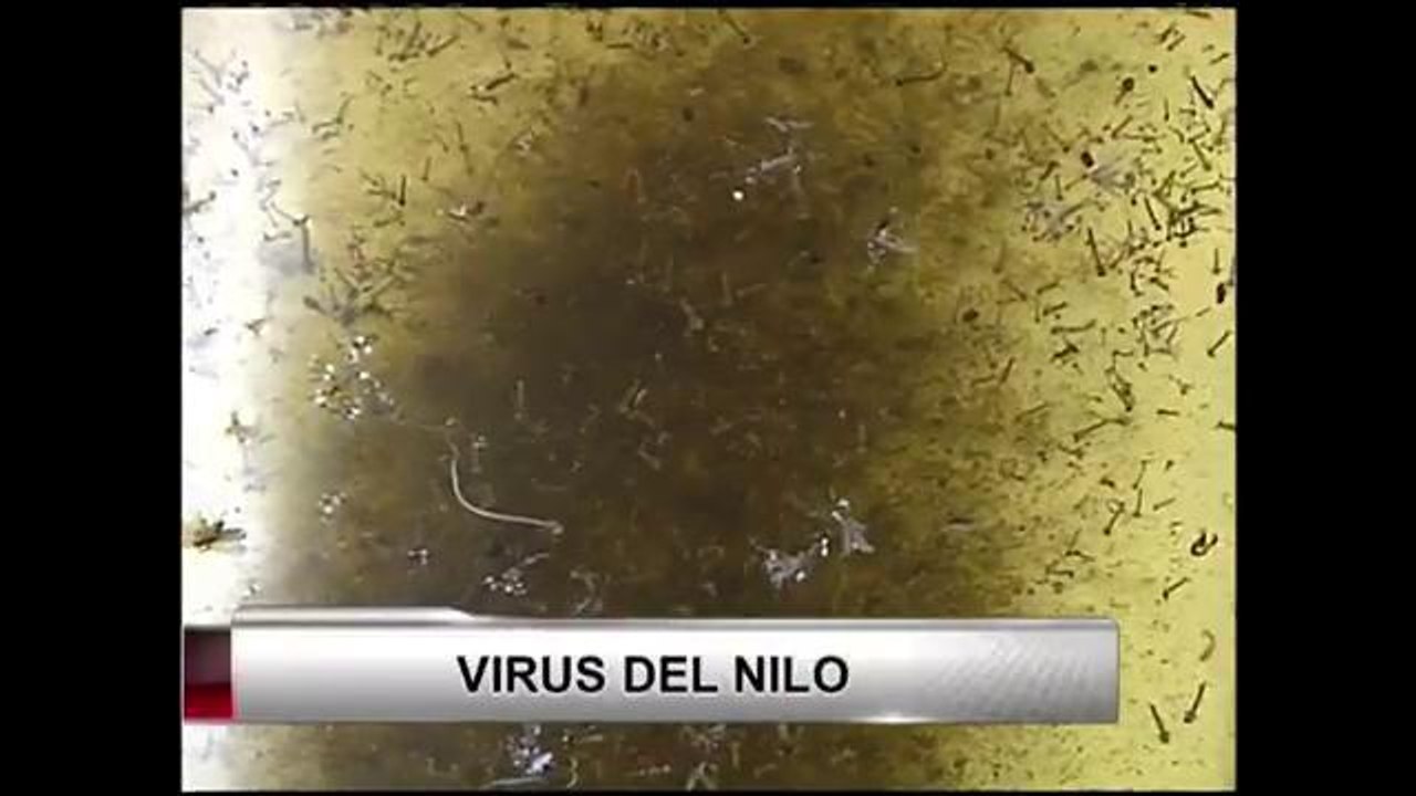 Virus del Nilo
