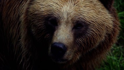 Reducing your risk of a bear encounter